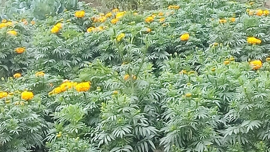 Hotel Lake View Plaza