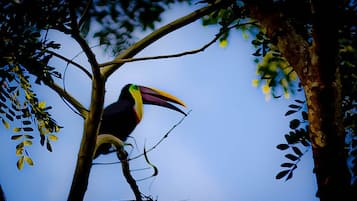 A toucan perched on a tree branch.