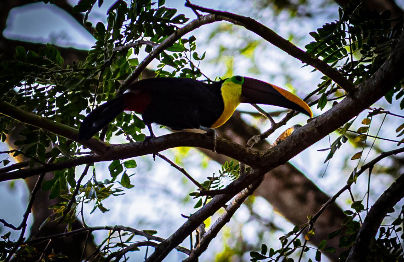 A toucan perched on a tree branch.