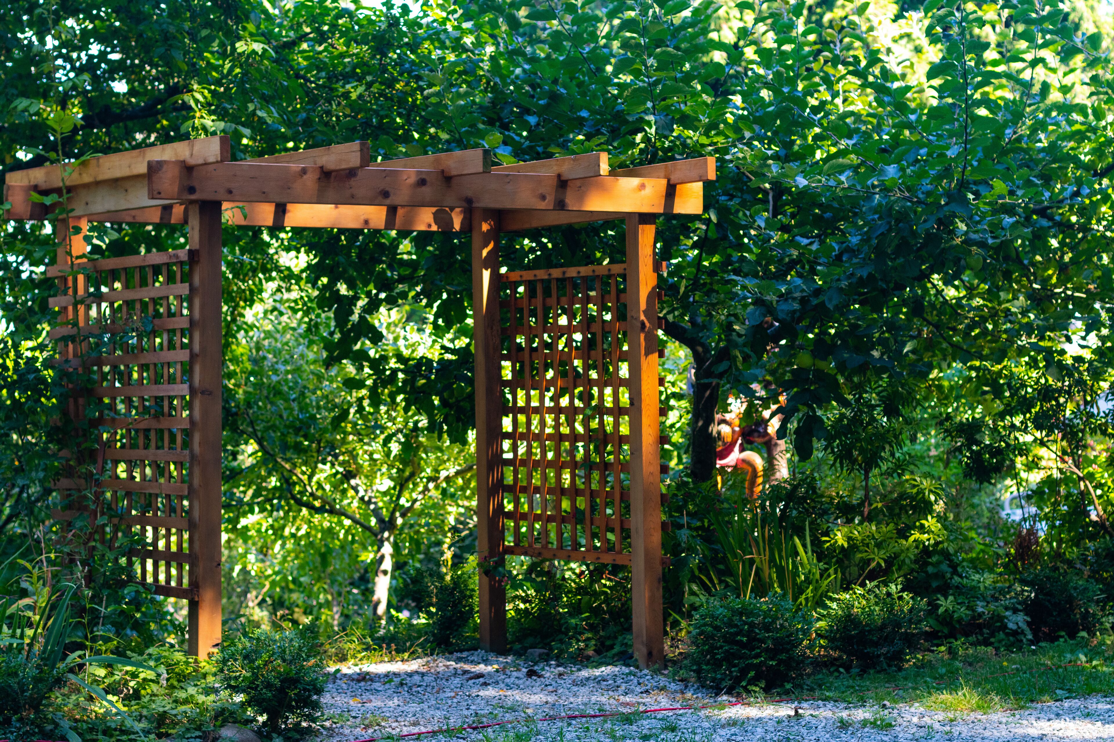 A wooden pergola structure in a garden with dense foliage in the background.