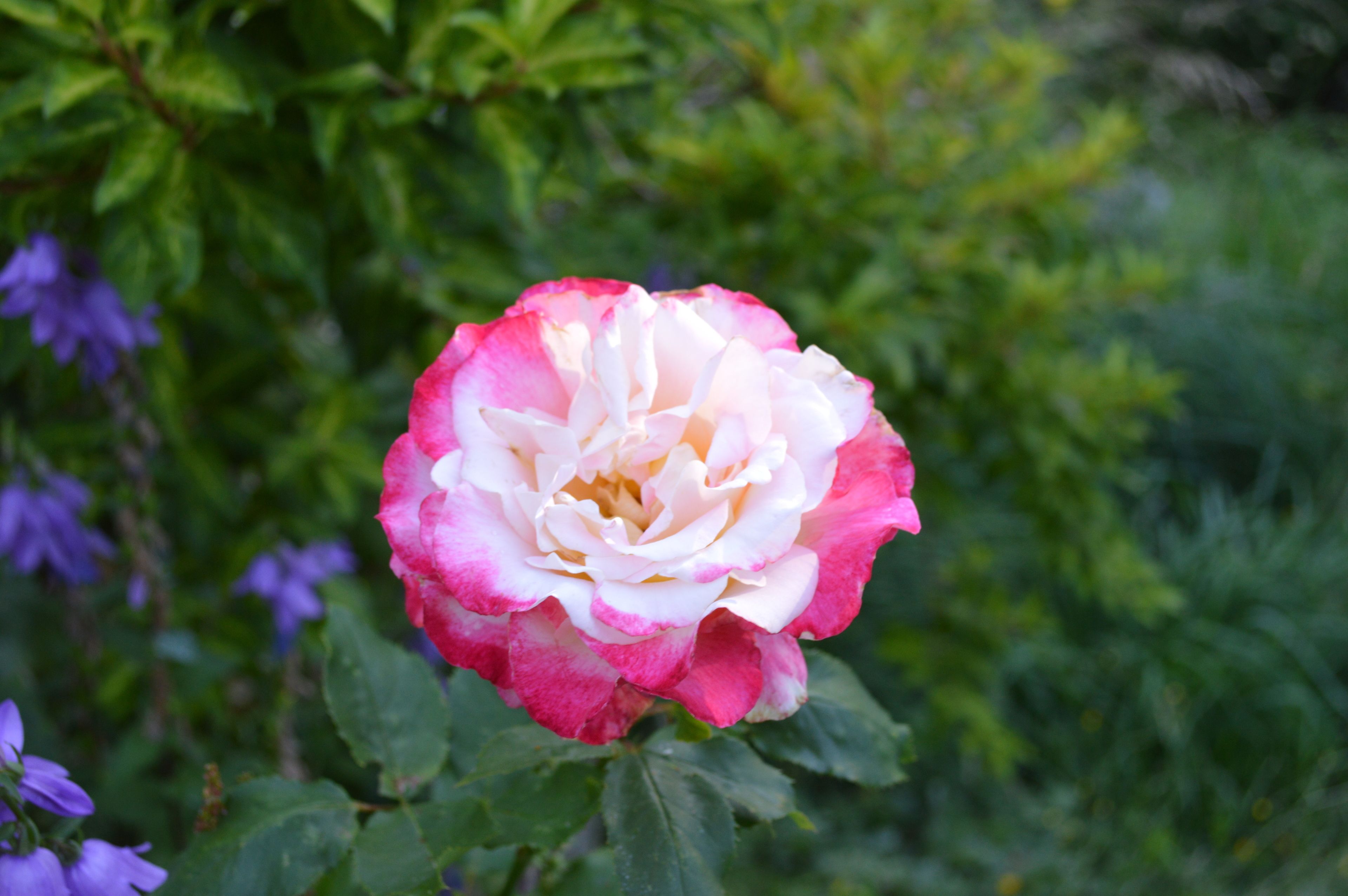 A single rose with pink and white petals, surrounded by green foliage.