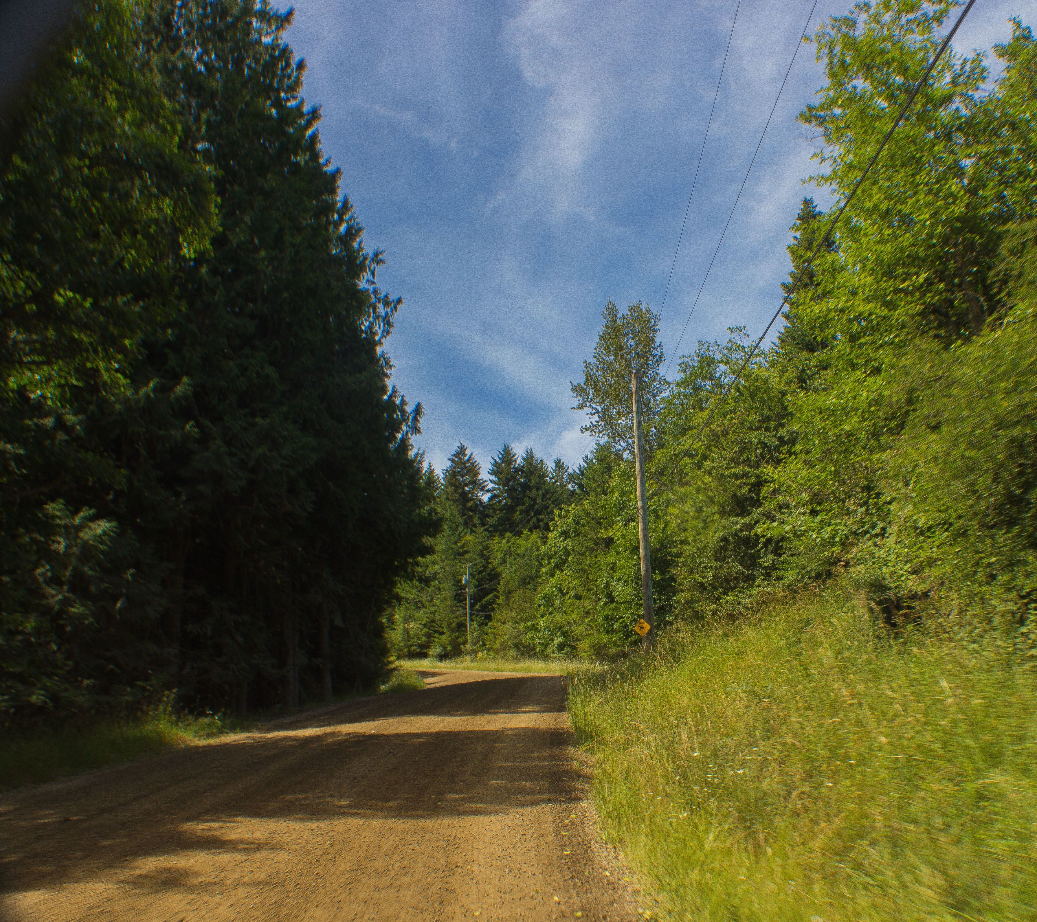 A dirt road flanked by dense trees and power lines.