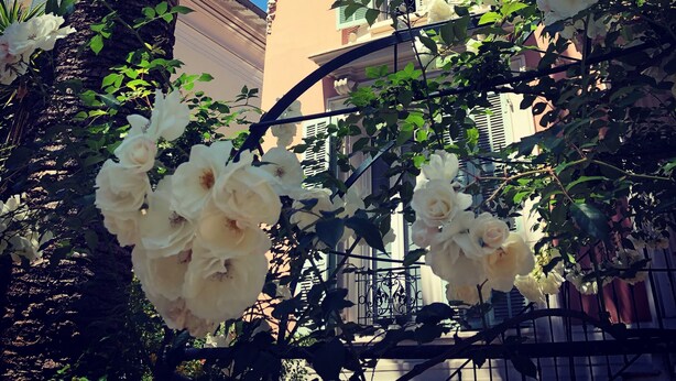 A building with a balcony, surrounded by white flowers and a palm tree. - Hotel Villa Rose (Nice)