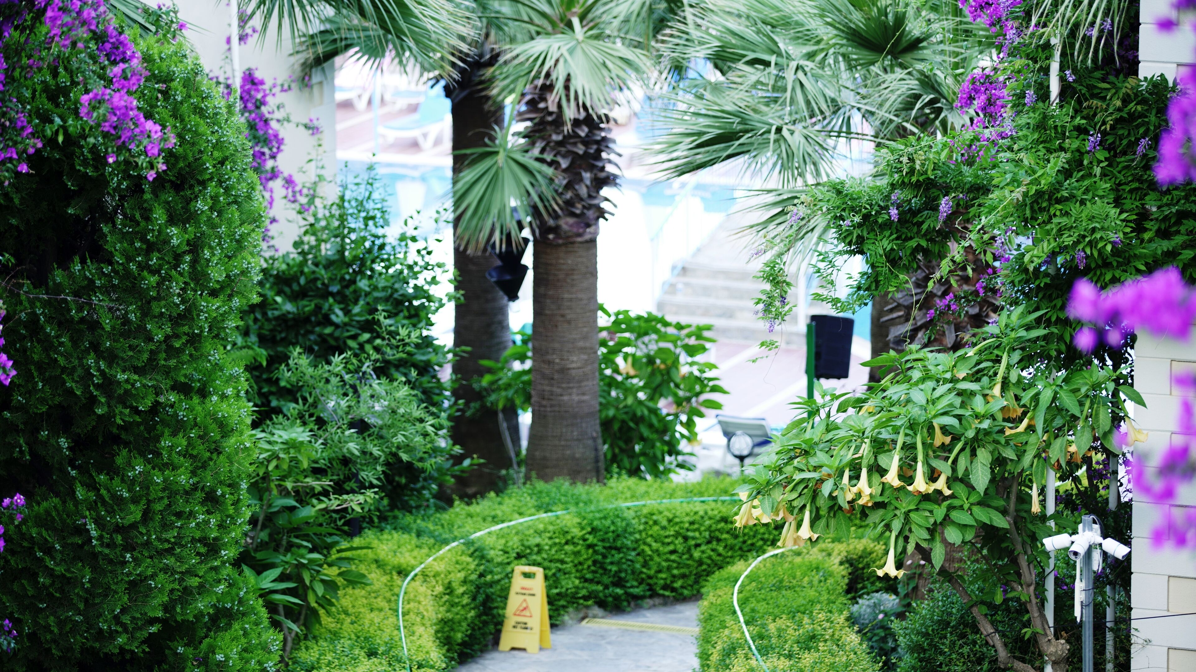 A pathway flanked by lush greenery and purple flowers, leading to a building entrance.