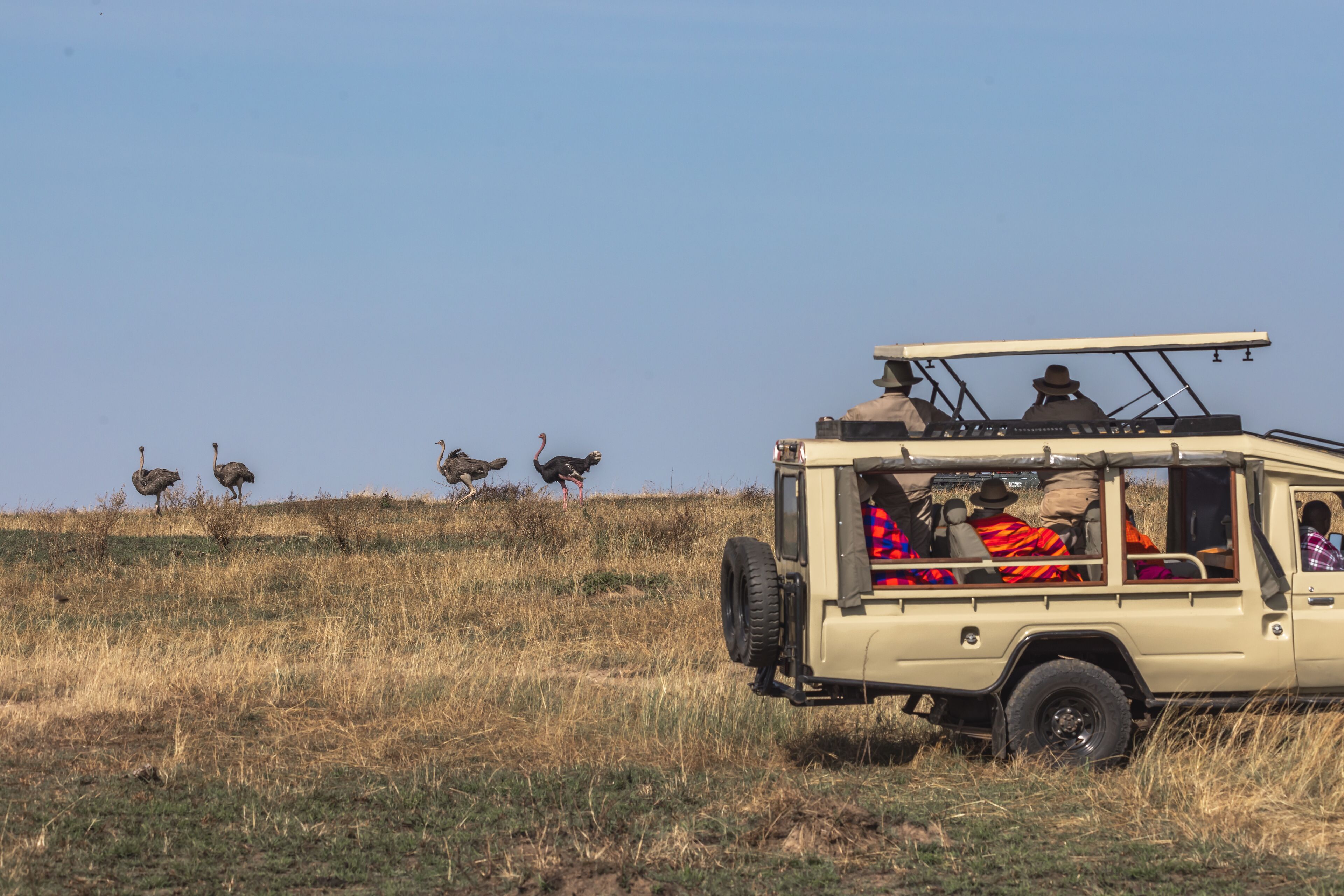 Een safarivoertuig met passagiers en een groep struisvogels op de achtergrond.