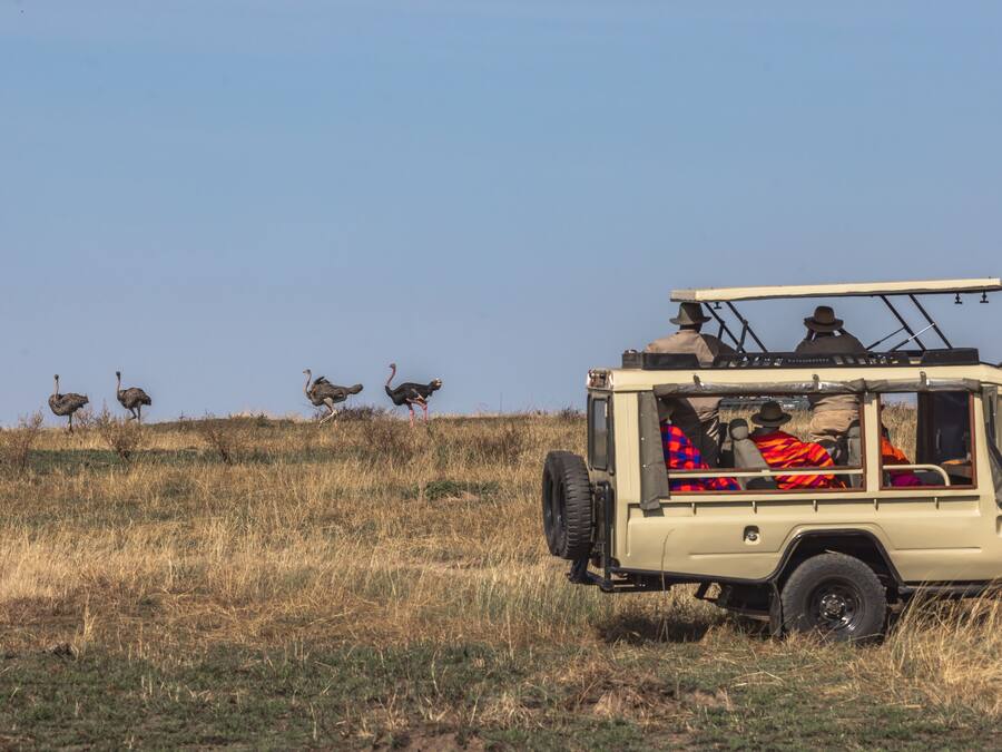 Un vehículo de safari con pasajeros y un grupo de avestruces al fondo.
