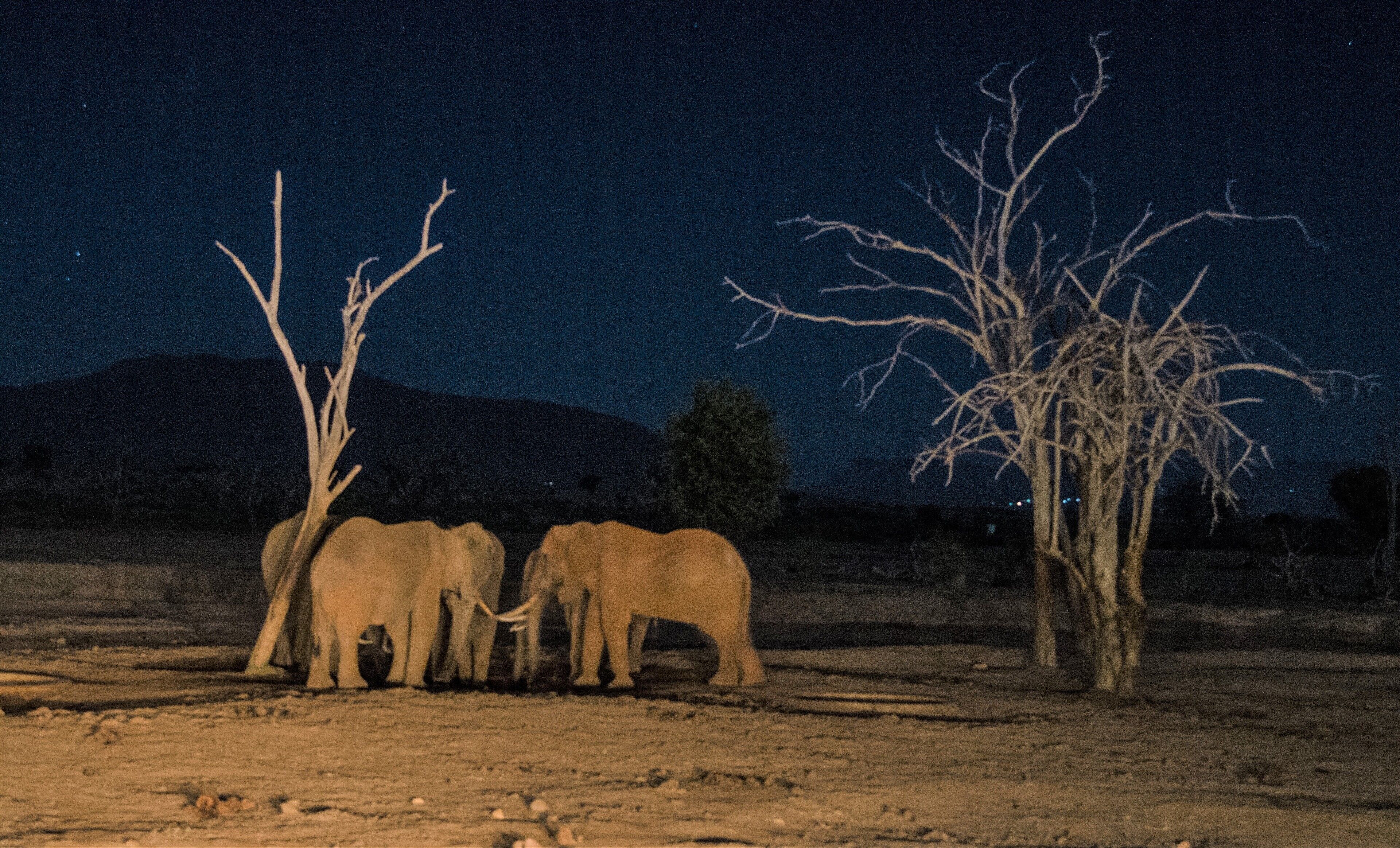 Three elephants standing near a dead tree in a dry, open landscape at night.