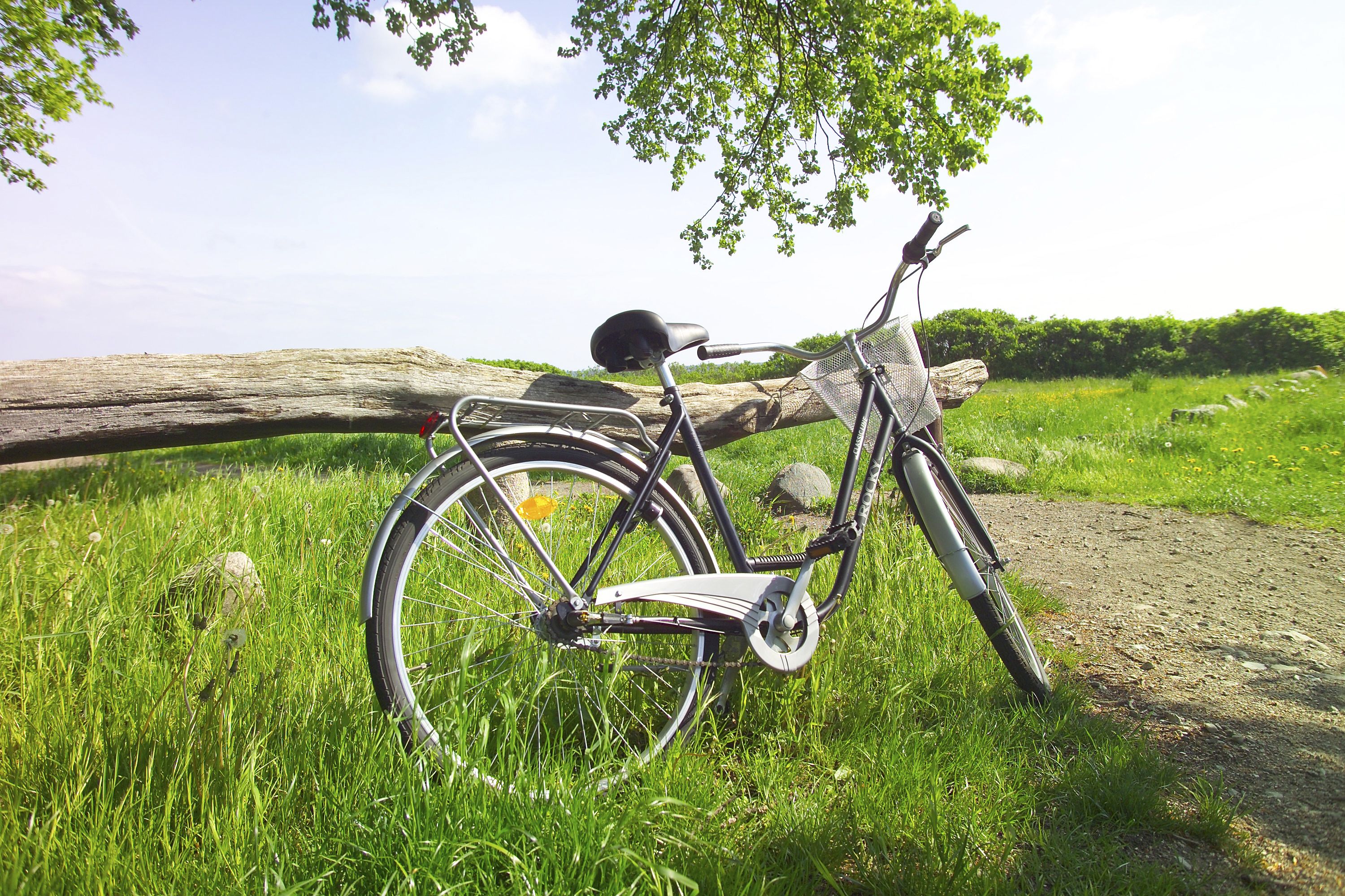 A bicycle leaning against a tree in a grassy area with a log and a path in the background.