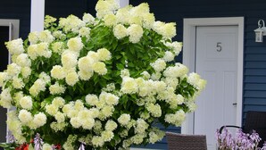 Un edificio de dos pisos con un balcón, un gran arbusto de flores blancas y mobiliario de exterior.