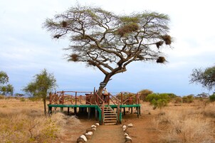 Un árbol con una plataforma de madera y escaleras que conducen a ella, rodeado de pasto seco y algunos árboles dispersos.
