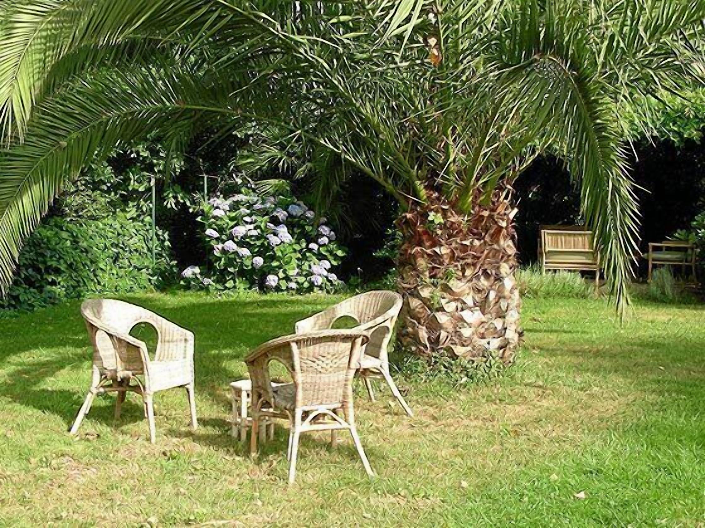 A garden with two wicker chairs, a small table, and a palm tree.