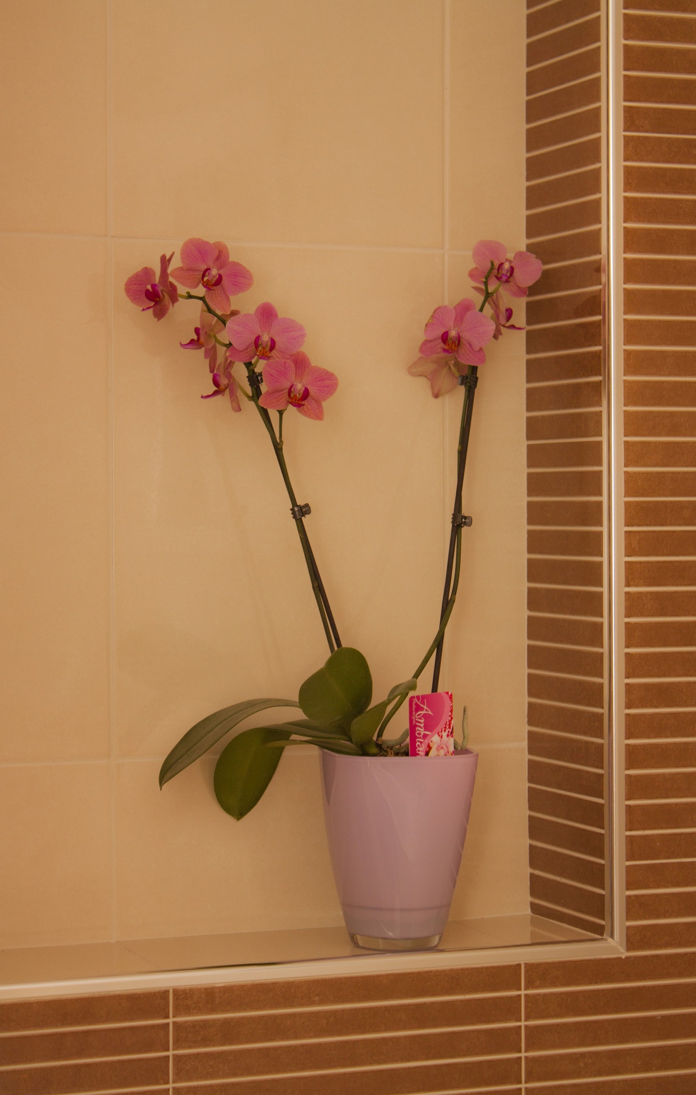 A potted orchid plant in a bathroom with tiled walls and a mirror.