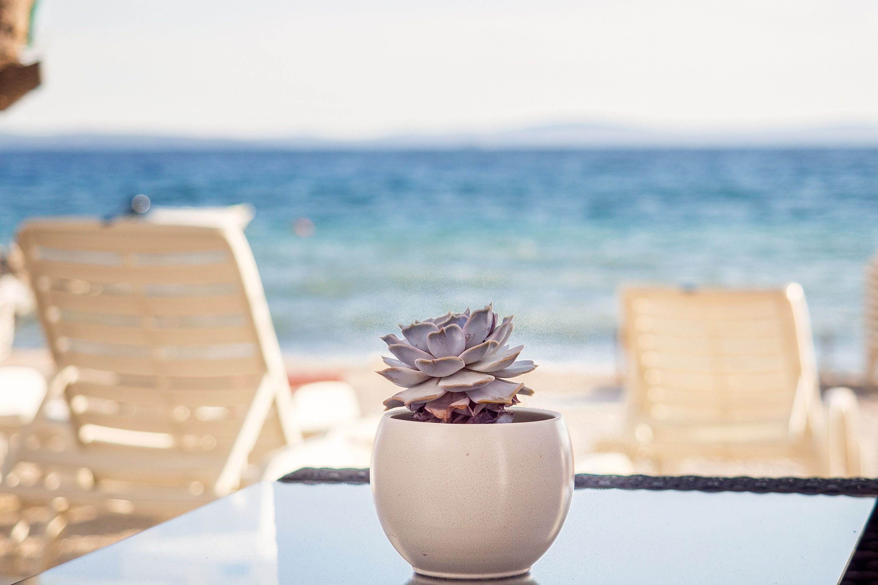 A potted succulent on a table with a view of the ocean and beach chairs in the background.