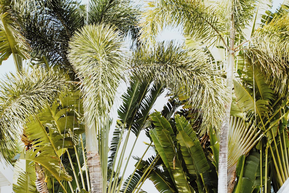 Habitació estàndard, 1 llit de matrimoni, balcó (Hibiscus) | Caixa forta a l'habitació, llits addicionals i wifi gratuïta 