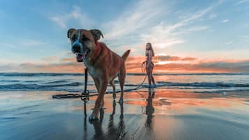 Pet-friendly
