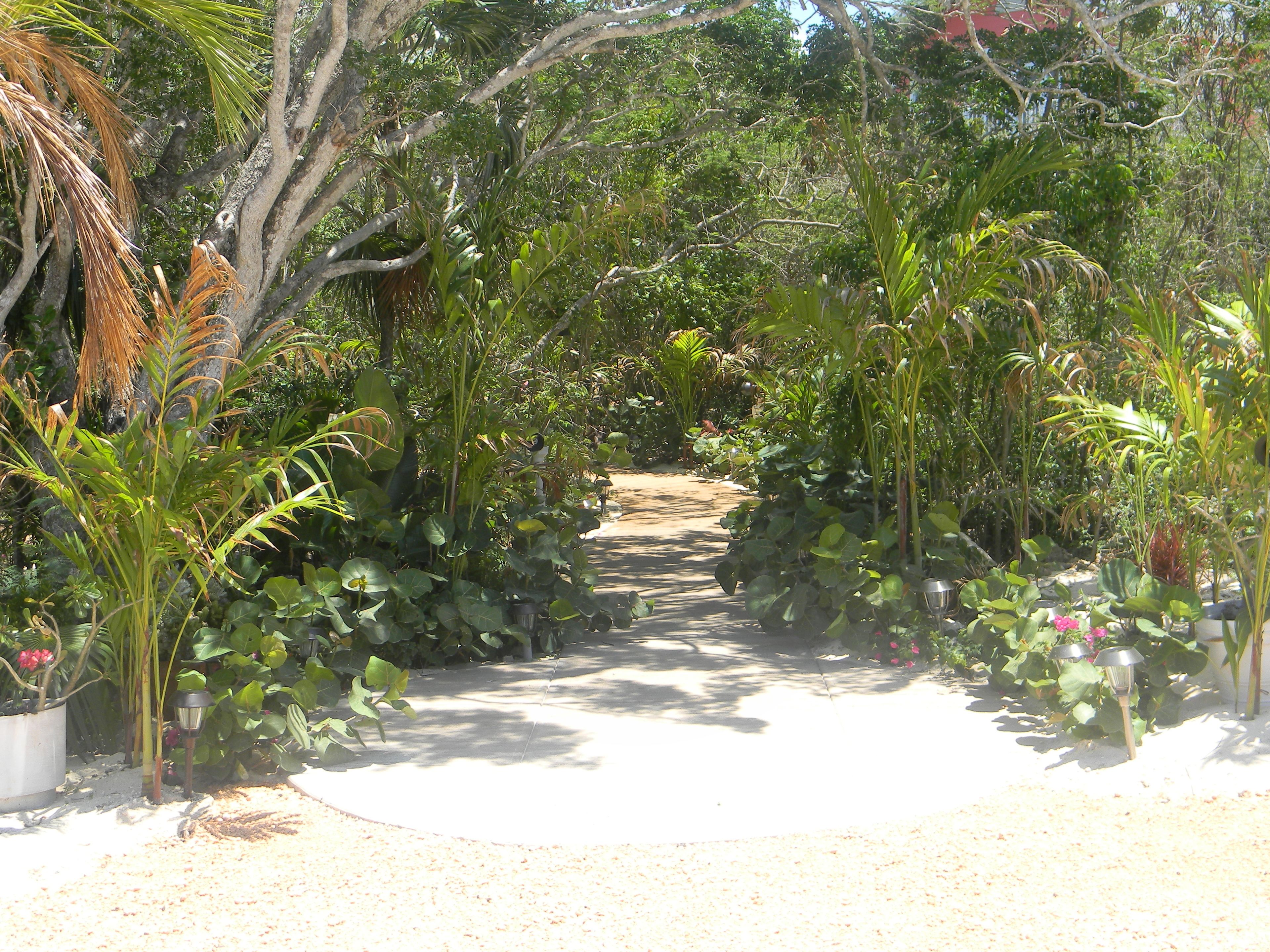 A garden pathway surrounded by various plants and trees.