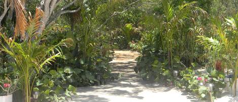 A garden pathway surrounded by various plants and trees.