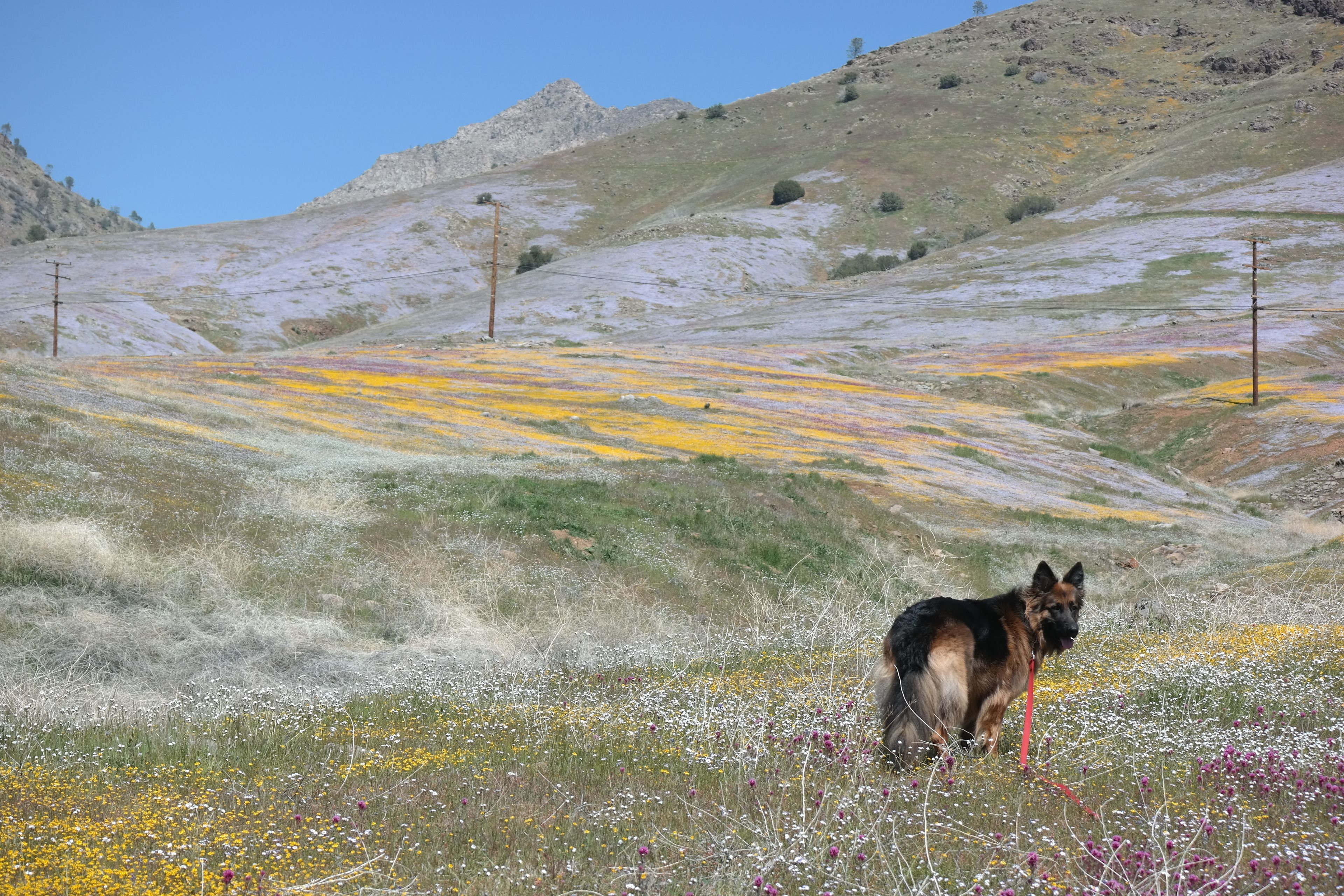 Un perro de pie en un campo con colinas al fondo.
