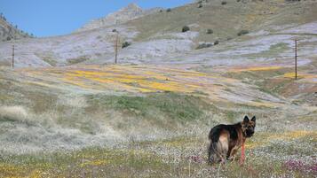 Un perro de pie en un campo con colinas al fondo.