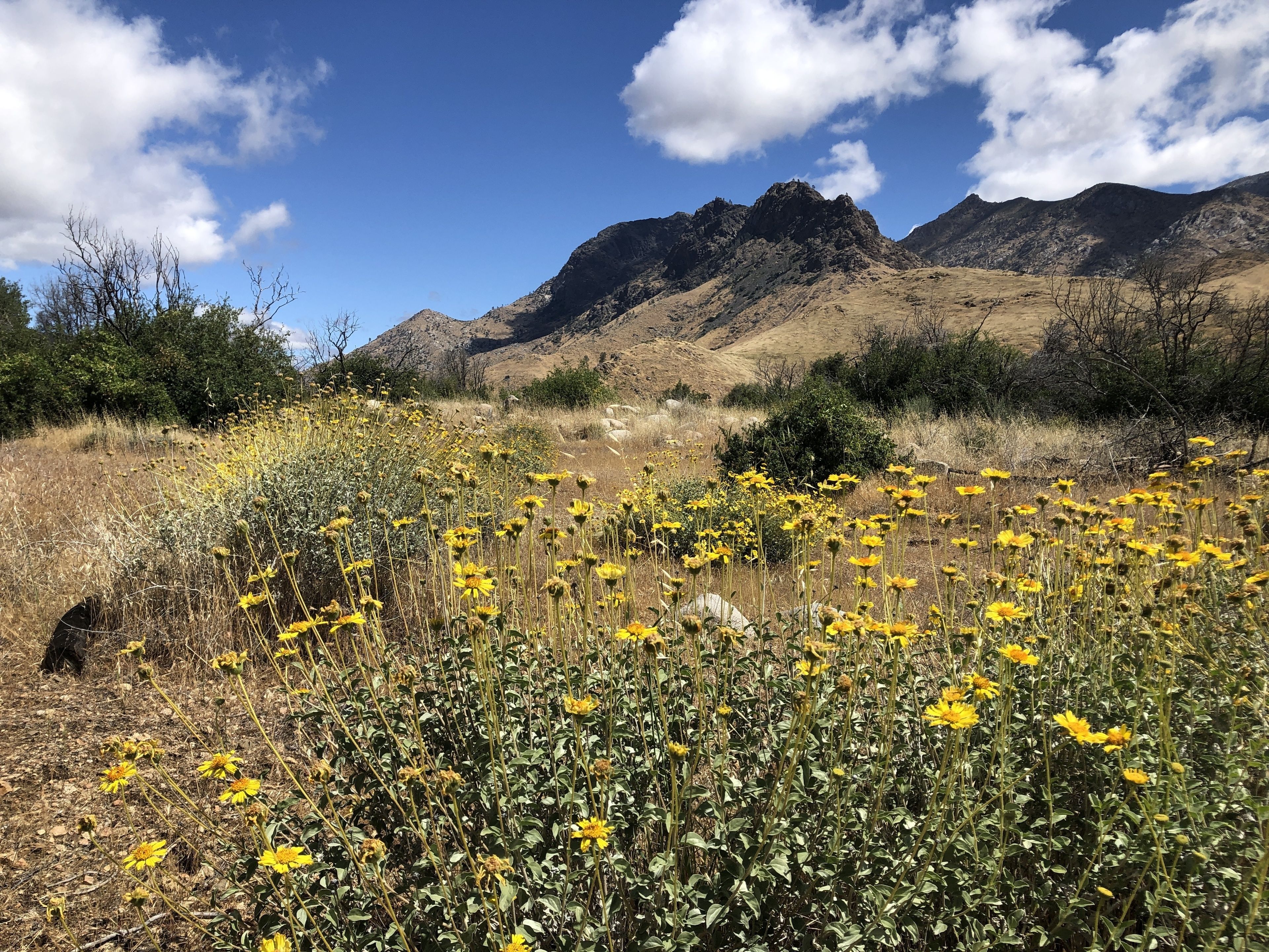 Un campo de flores amarillas con montañas al fondo.