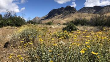 Um campo de flores amarelas com montanhas ao fundo.
