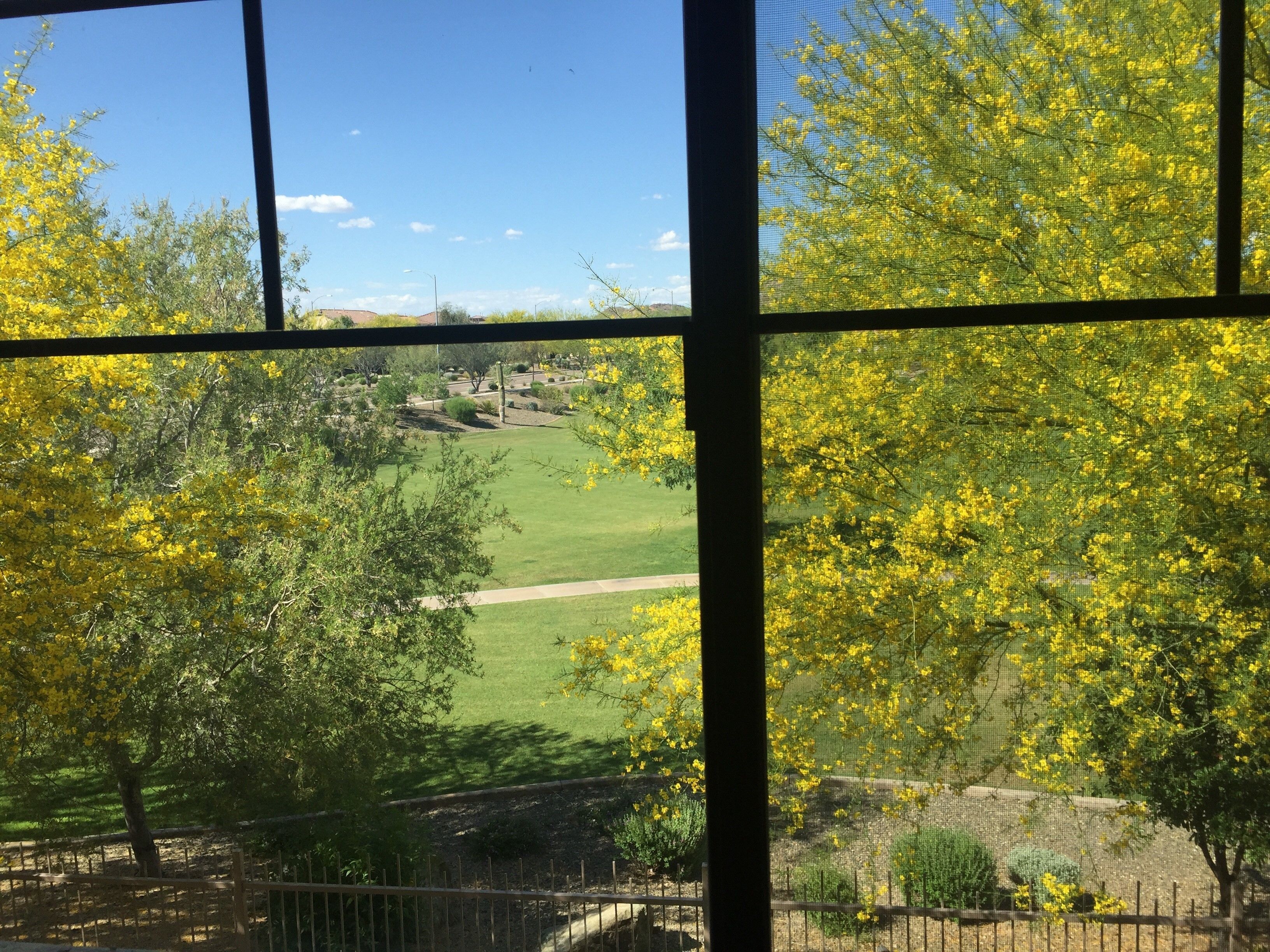 A view through a window with a metal frame, displaying a green landscape with yellow flowering trees and a clear blue sky.