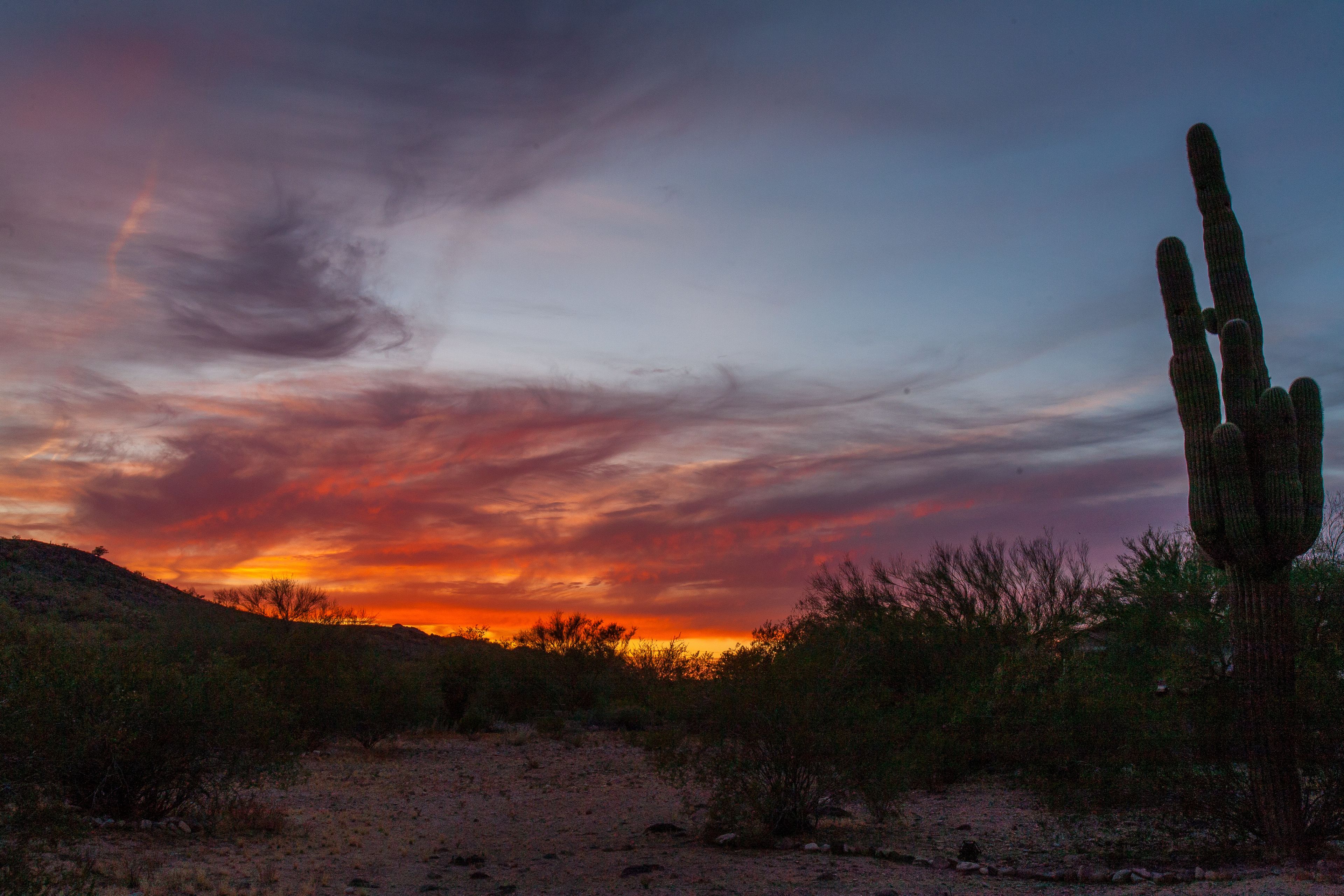 A desert landscape with a prominent cactus and a sunset.