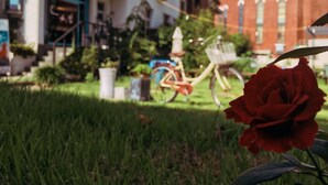 A red rose in the foreground with a bicycle and buildings in the background. - Suncheon Guesthouse Nreem (Suncheon)