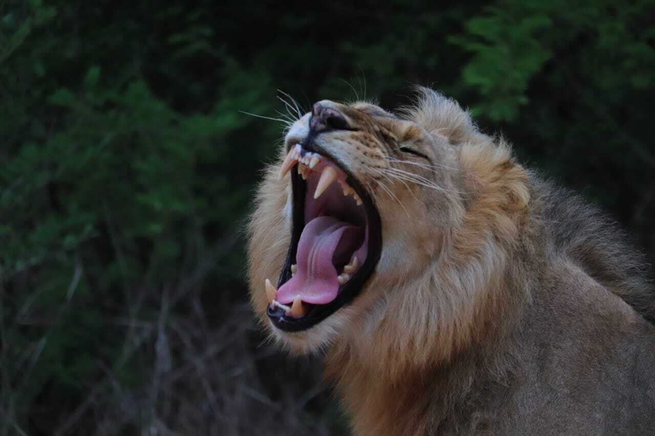 Safari