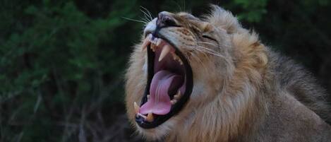 A lion's mouth wide open, displaying its teeth and tongue.
