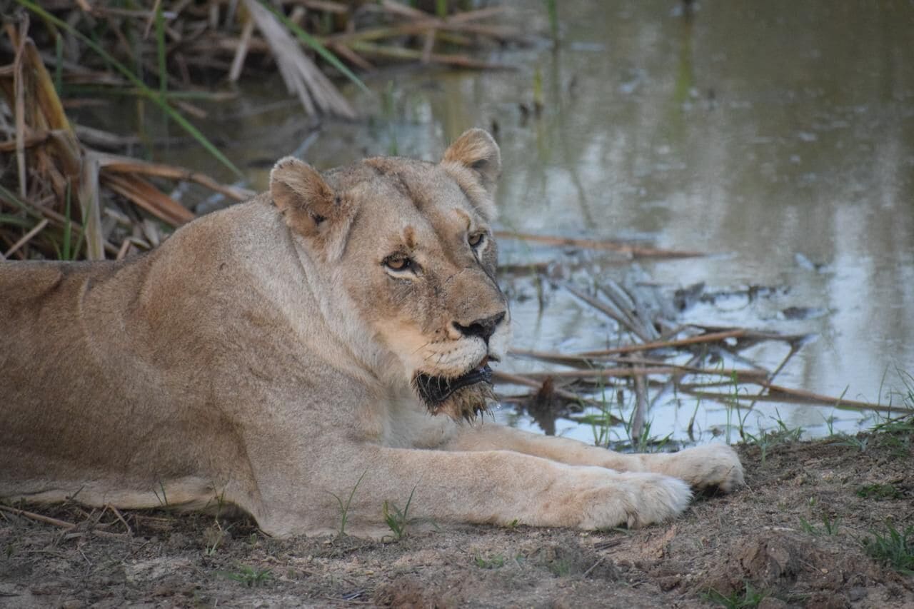 A lion lying by a water body, surrounded by dry grass and reeds.