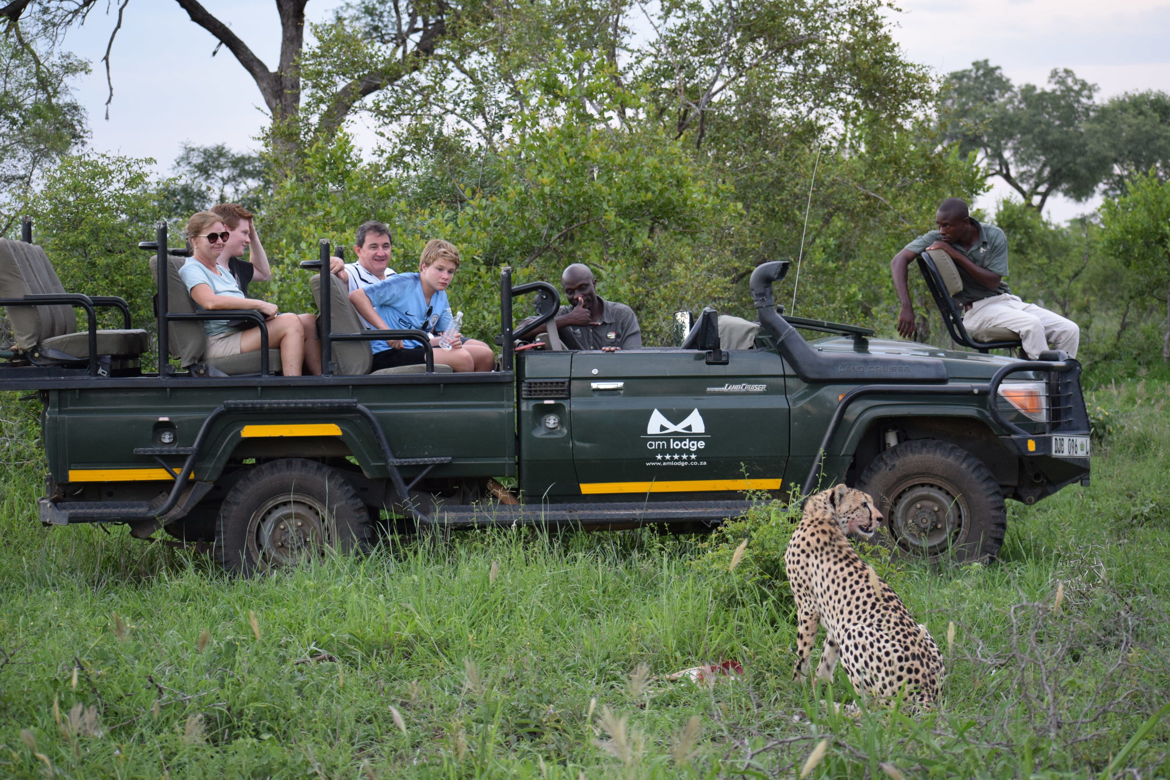 A safari vehicle with passengers and a cheetah in a grassy area.