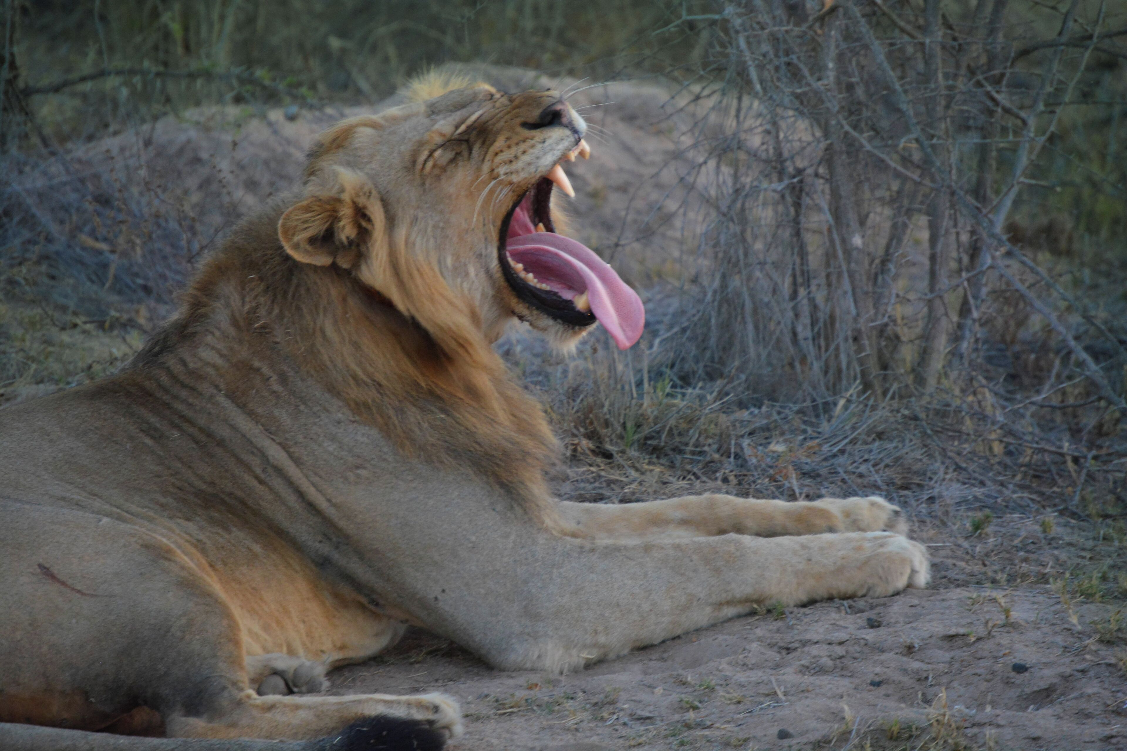 A lion lying on the ground with its mouth open, surrounded by dry vegetation.