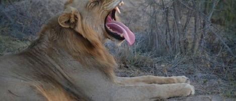 A lion lying on the ground with its mouth open, surrounded by dry vegetation.