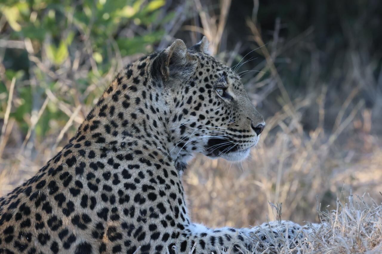 Ein Leopard mit geflecktem Fell, liegend in einer natürlichen Umgebung mit trockenem Gras und Grün im Hintergrund.