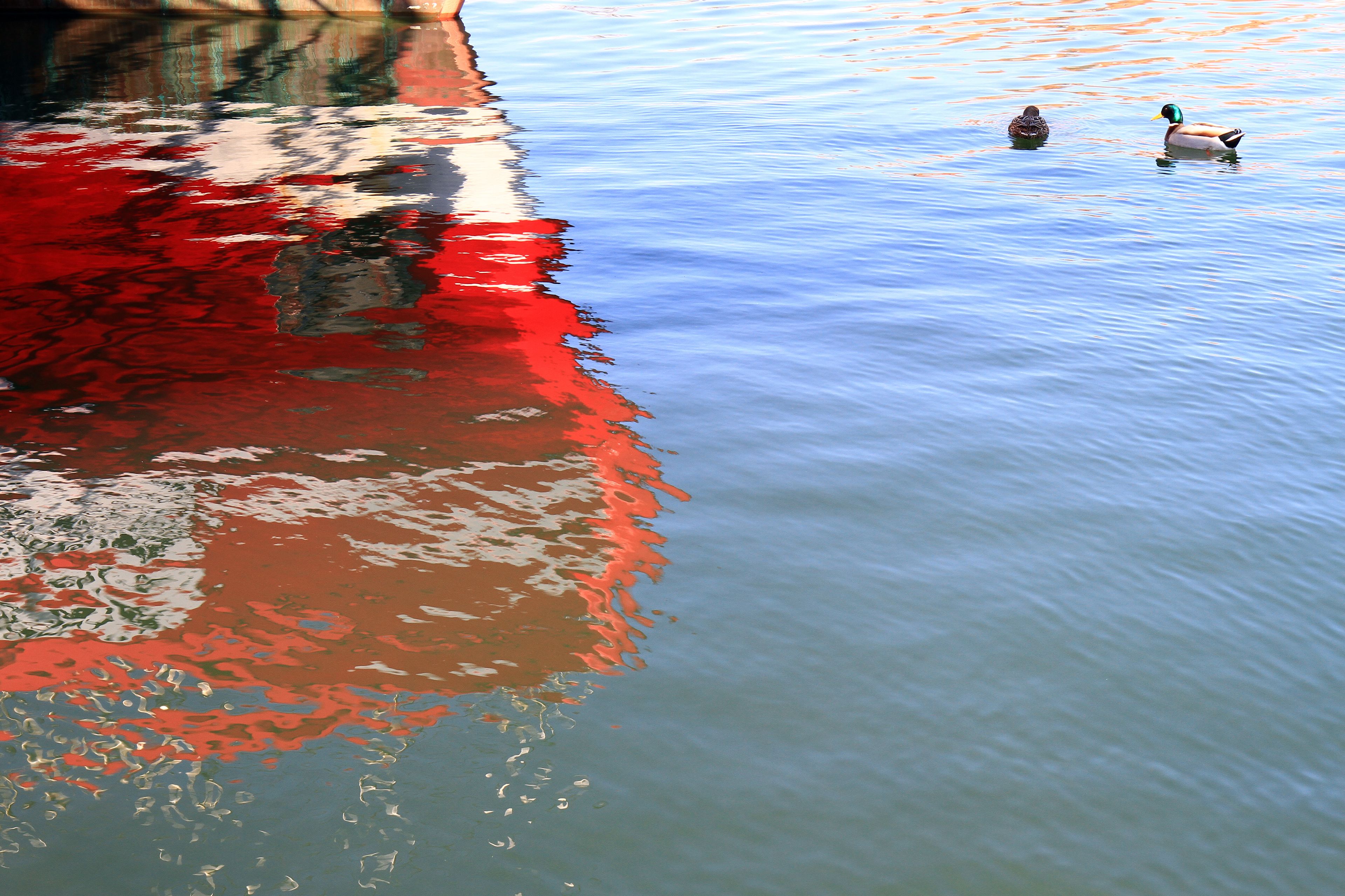 A calm body of water with two ducks swimming.