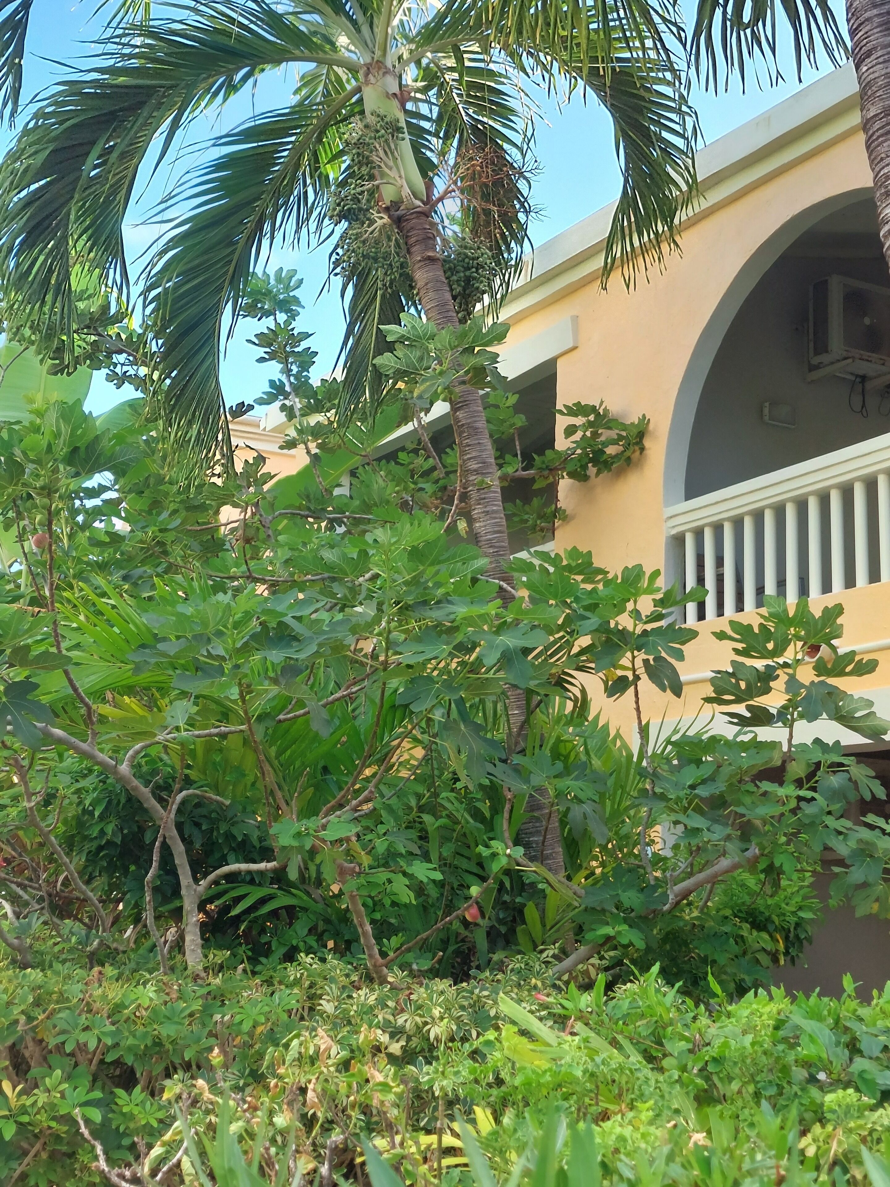 Un exuberante jardín con diversas plantas y una palmera, rodeado por un edificio con balcón.