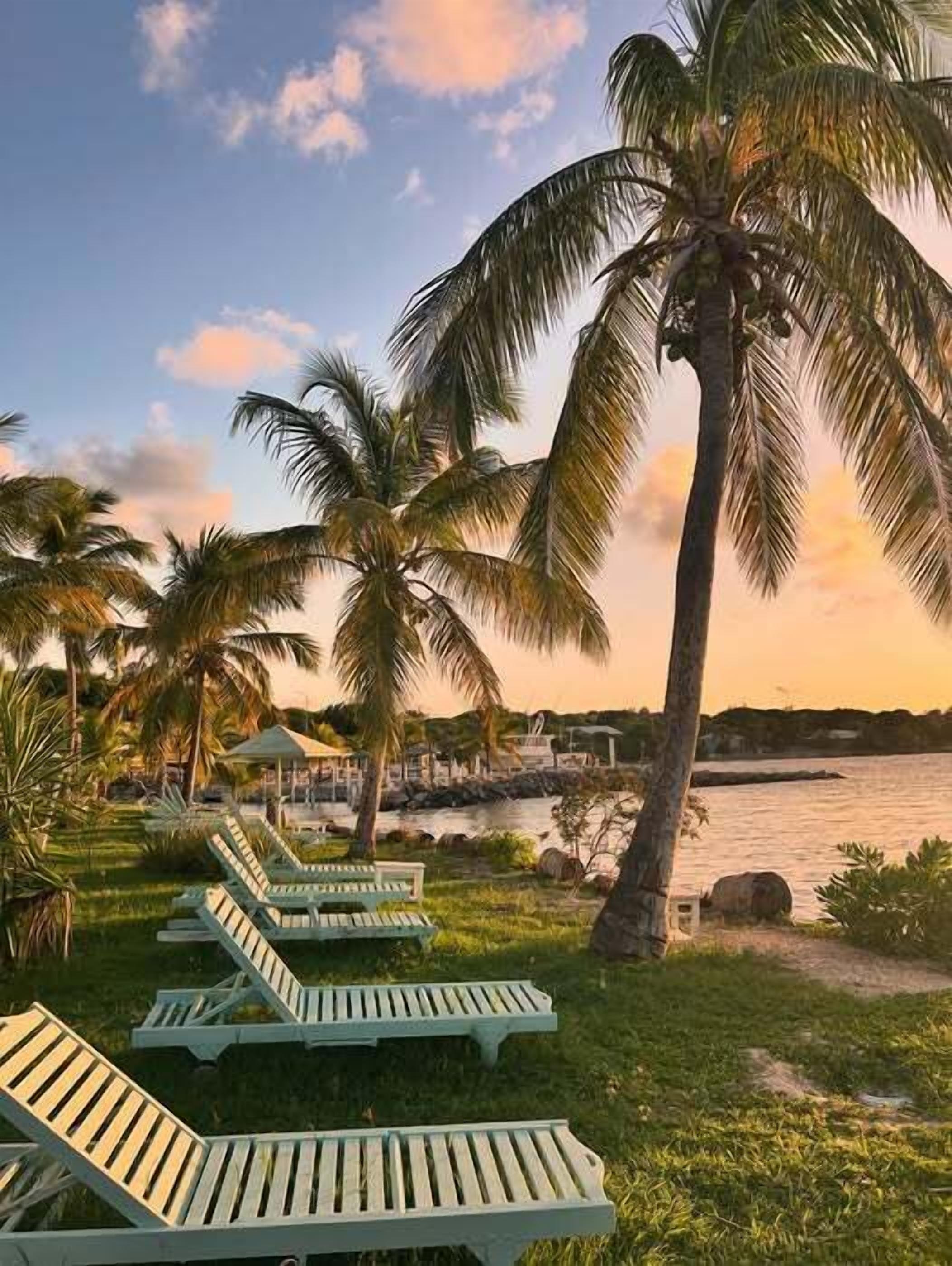 A beachside setting with lounge chairs, palm trees, and a view of the water.
