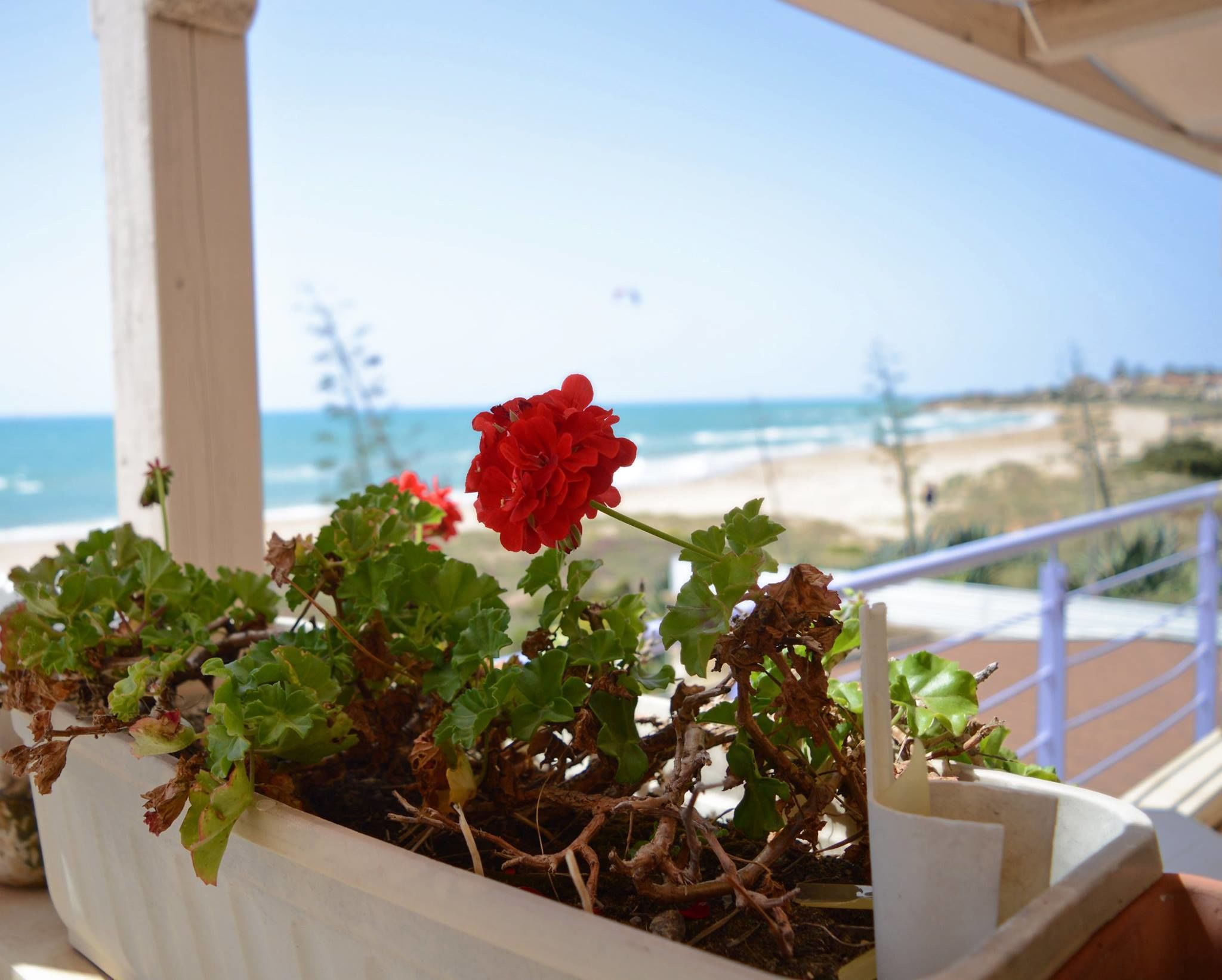 Una planta en maceta con una flor roja en un balcón con vistas a la playa.