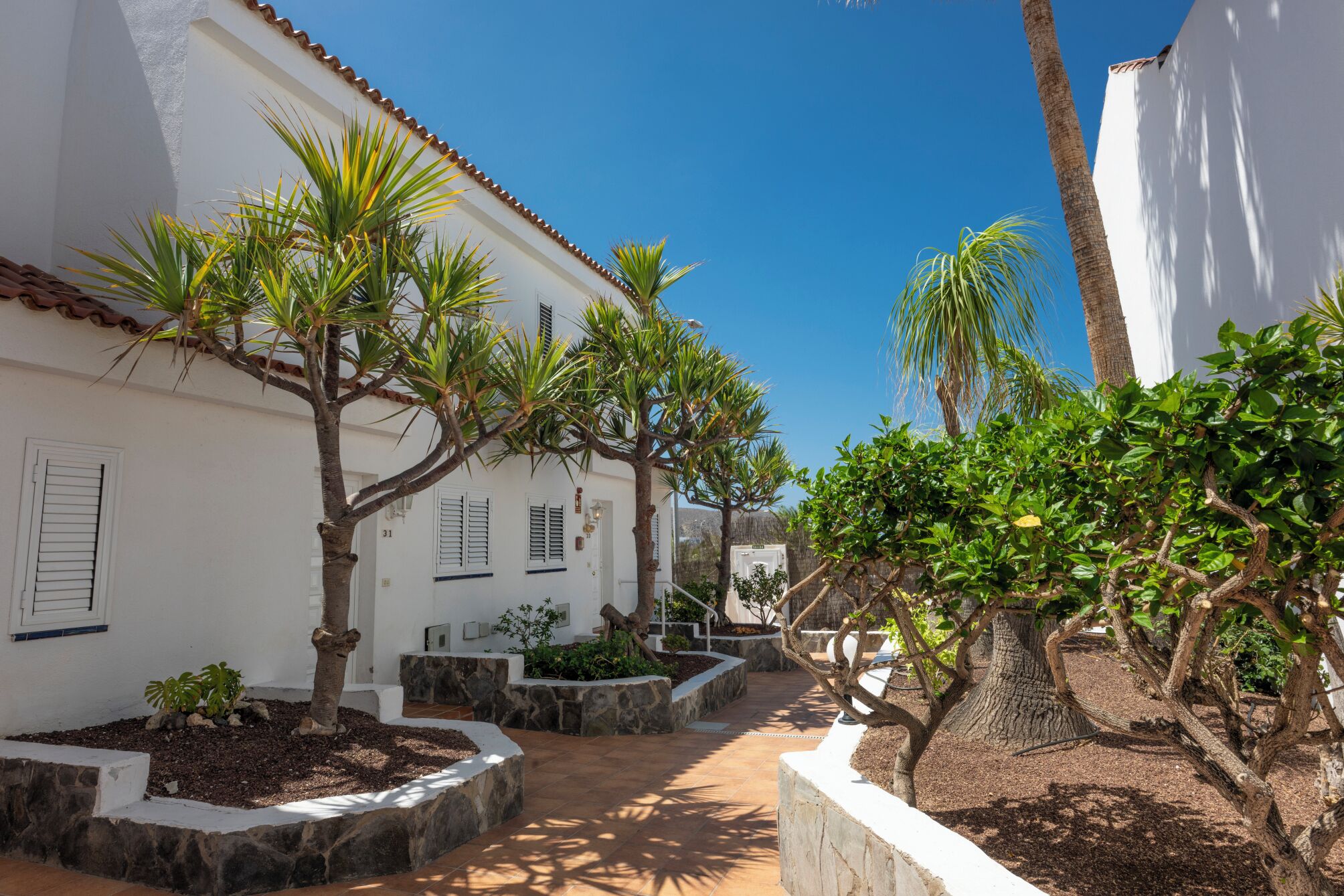 Un sendero estrecho bordeado por edificios blancos con contraventanas, que conduce a un patio con diversas plantas y una palmera.