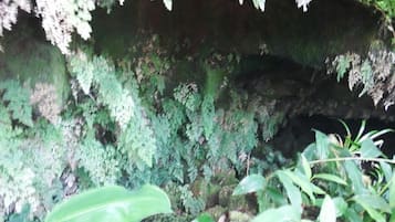 A moss-covered rock surface with green foliage in the foreground.