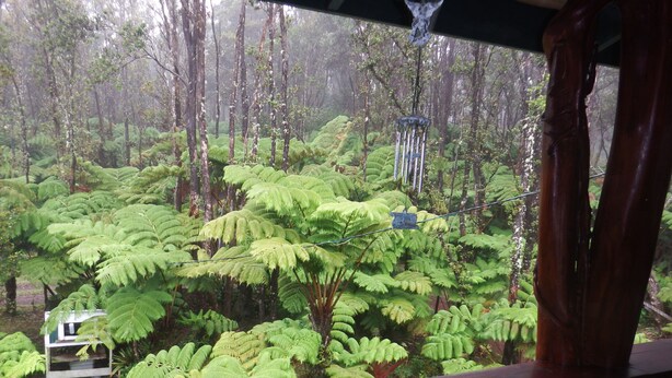 A view of a lush forest with dense ferns and tall trees. - Aloha Crater Lodge (Volcano)