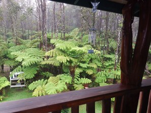 A view of a lush forest with dense ferns and tall trees. - Aloha Crater Lodge (Volcano)