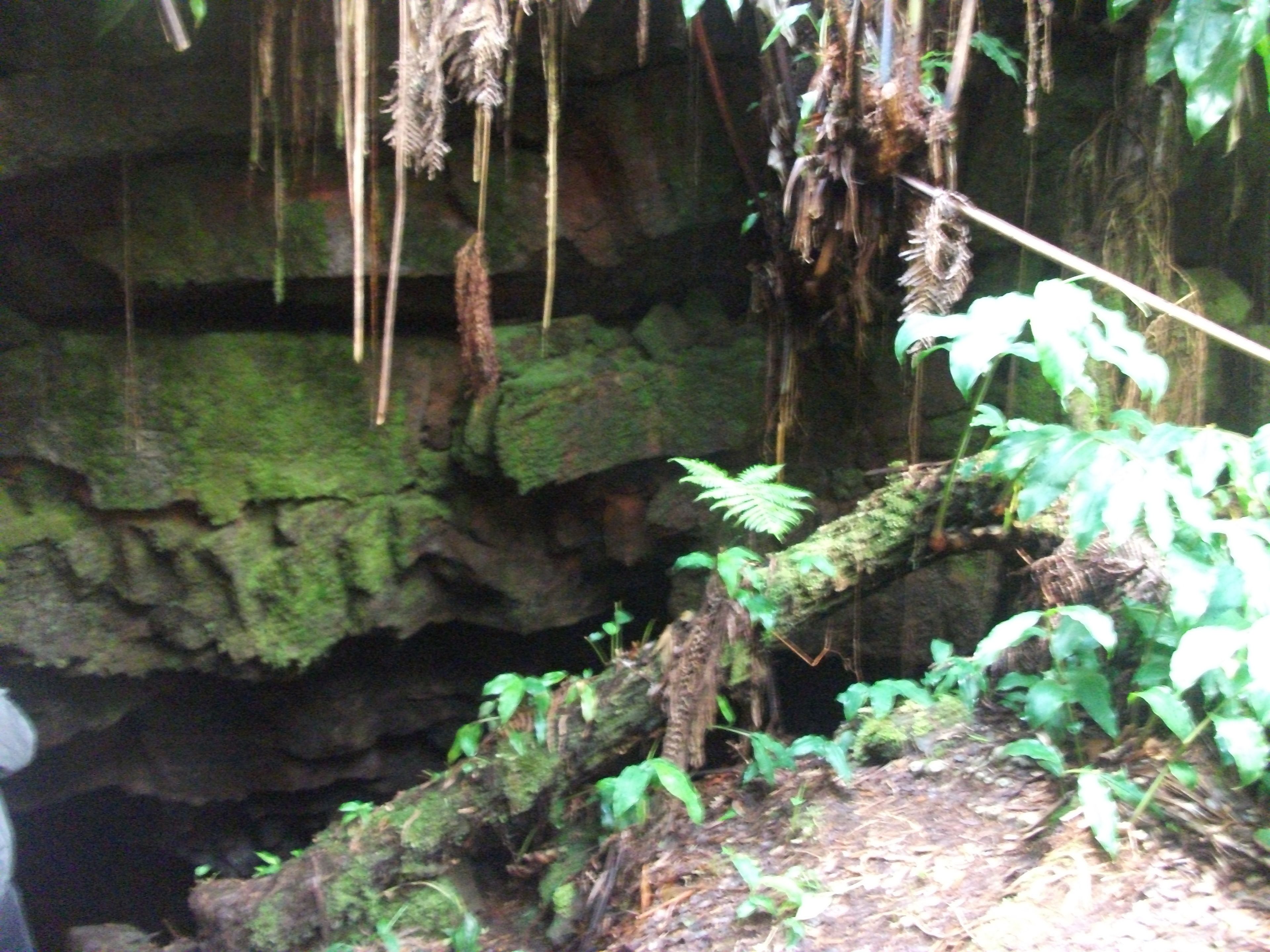 A cave interior with moss-covered walls, hanging roots, and ferns growing on the ground.