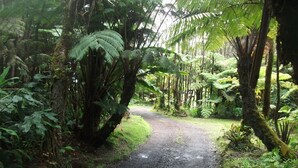 A narrow, unpaved path surrounded by dense, green foliage and trees. - Aloha Crater Lodge (Volcano)