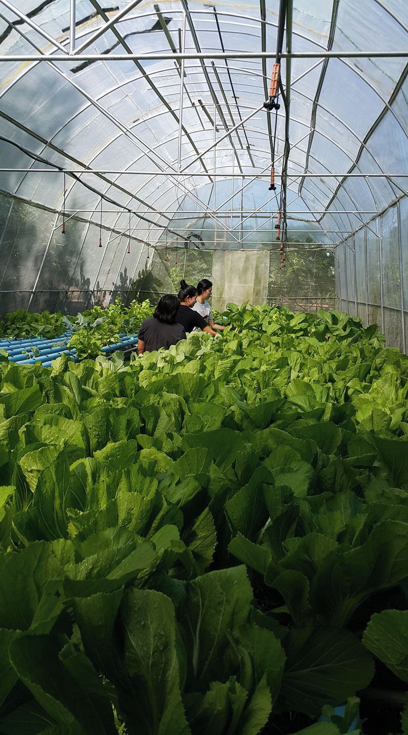 A greenhouse with a transparent roof, rows of leafy plants, and a person in the background.