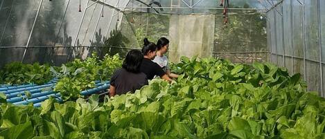 A greenhouse with a transparent roof, rows of leafy plants, and a person in the background.