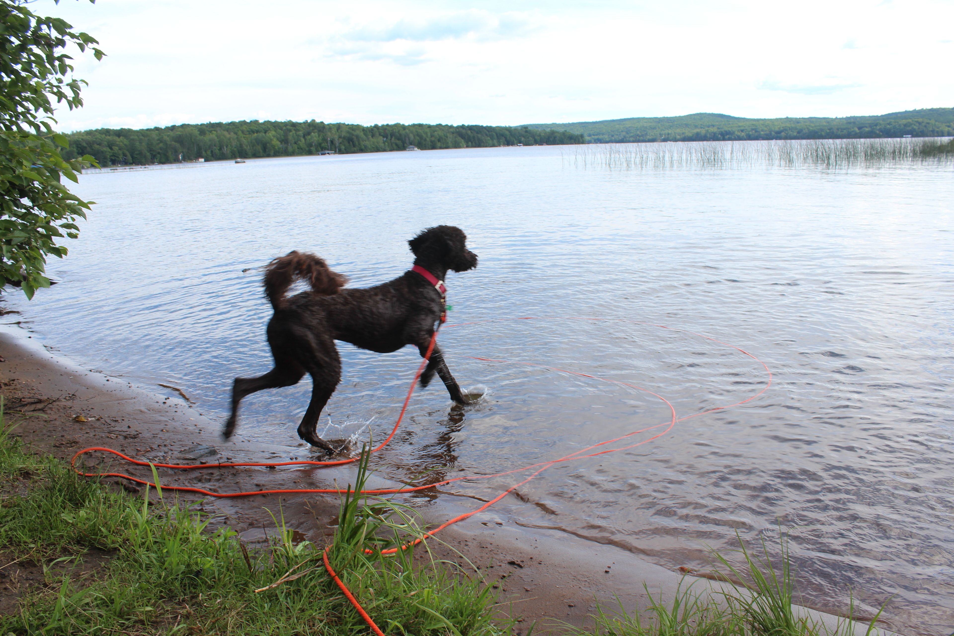 A dog playing with a rope by a lake.