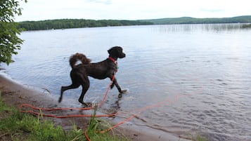 A dog playing with a rope by a lake.