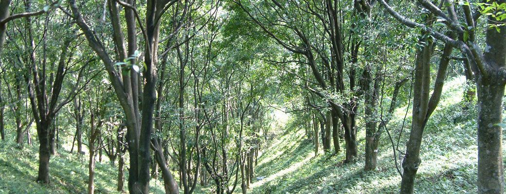 A forested area with a variety of trees and a sloping terrain.
